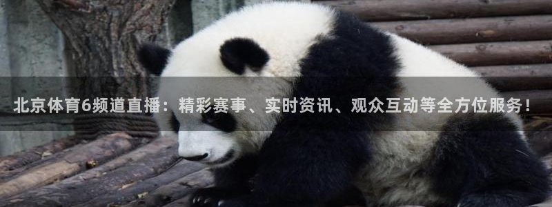 北京体育6频道直播：精彩赛事、实时资讯、观众互动等全方位服务！