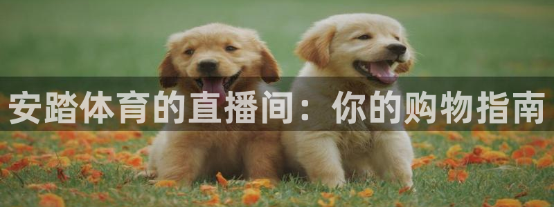 安踏体育的直播间：你的购物指南