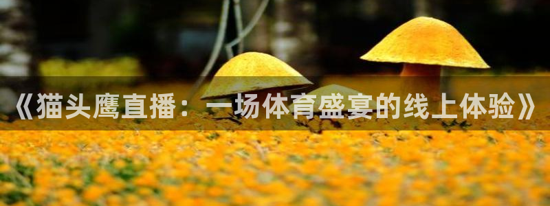 《猫头鹰直播：一场体育盛宴的线上体验》