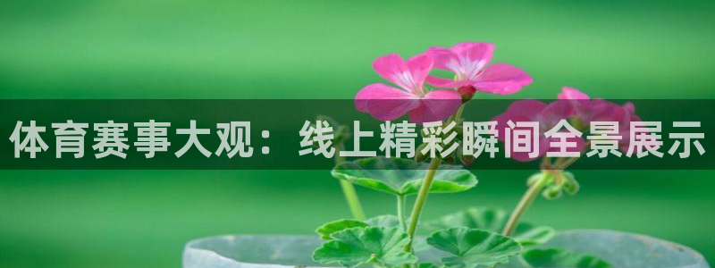 体育赛事大观：线上精彩瞬间全景展示